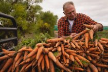 Vue de face d'un agriculteur caucasien âgé chargeant des carottes récoltées dans un véhicule par une journée ensoleillée — Photo de stock