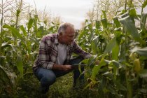 Vista frontal do agricultor masculino caucasiano sênior olhando para a planta de milho no campo na fazenda enquanto segurava tablet digital — Fotografia de Stock