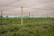 Fila verde de plantação crescendo no campo — Fotografia de Stock