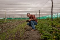 Vista laterale di un anziano agricoltore maschio caucasico che mantiene il record di piante negli appunti in serra — Foto stock