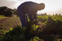 Вид збоку молодих афро-американських чоловіків фермер тримає урожай редьки в сонячний день — стокове фото