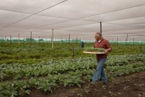 Vista laterale di un agricoltore maschio caucasico anziano che raccoglie il raccolto dalla fattoria in una giornata di sole — Foto stock