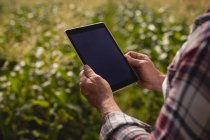 Sobre la vista del hombro del agricultor masculino usando tableta digital mientras está parado en un campo de maíz en la granja en un día soleado - foto de stock