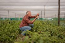 Vista laterale di un agricoltore maschio caucasico anziano che guarda la pianta di peperoni in serra in fattoria — Foto stock