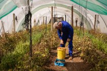Vista frontale di un agricoltore maschio caucasico anziano attivo che detiene un secchio di pomodori in serra nell'azienda agricola — Foto stock
