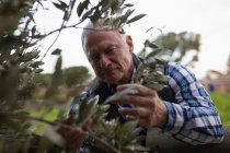 Primer plano del granjero macho caucásico mayor examinando el árbol mientras está parado en la granja - foto de stock