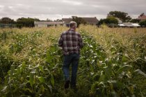 Vista posteriore di anziano agricoltore maschio caucasico che cammina in un campo di mais in fattoria — Foto stock