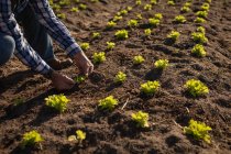 Nahaufnahme eines aktiven Landwirts beim Pflanzen der Rettichpflanze auf dem Feld an einem sonnigen Tag — Stockfoto