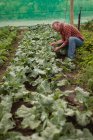Side view of a senior Caucasian male farmer looking at cauliflower plant in a greenhouse at farm — Stock Photo