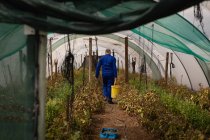 Visão traseira do agricultor masculino caucasiano sênior que carrega balde de tomate em estufa na fazenda — Fotografia de Stock