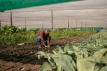 Vue latérale du fermier caucasien âgé plantant la plante de radis dans le champ par une journée ensoleillée — Photo de stock