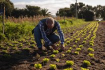 Vista frontal do agricultor masculino caucasiano sênior plantando a planta de rabanete no campo em um dia ensolarado — Fotografia de Stock