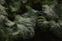 Primer plano de las hojas frescas de coliflor vegetal en el campo - foto de stock