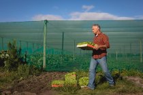 Vue latérale de l'agriculteur masculin caucasien âgé recueillant la récolte de la ferme — Photo de stock