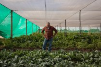 Front view of a thoughtful senior Caucasian male farmer standing on the field in the greenhouse at farm — Stock Photo