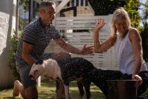 Vorderansicht eines reifen kaukasischen Paares, das Spaß beim Putzen seines Hundes im Garten hat — Stockfoto