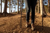 Зовнішній вигляд низького перерізу жінки з використанням нордичної ходьба палиці, проходячи через ліс під час походу. — стокове фото