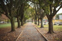 Row of trees in the park during day. — Stock Photo