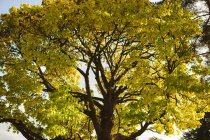Vue de l'arbre d'automne pendant la journée . — Photo de stock