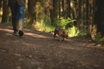 Section basse de l'homme marchant avec son chien de compagnie dans la forêt — Photo de stock