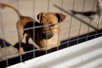 Vista frontal de alto ângulo de perto de um cão abandonado resgatado em um abrigo de animais, em pé em uma gaiola durante um dia ensolarado. — Fotografia de Stock