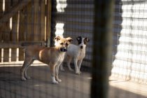 Vue de face de deux chiens abandonnés sauvés dans un refuge pour animaux, debout dans une cage à l'ombre pendant une journée ensoleillée. — Photo de stock
