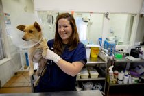 Vista frontal de una mujer veterinaria con uniformes azules y guantes quirúrgicos, sosteniendo a un perro con un collar veterinario en cirugía veterinaria. - foto de stock