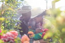 Menina afro-americana e seu pai distanciamento social em casa durante o confinamento de quarentena, passando tempo em seu jardim juntos, plantando flores, em um dia ensolarado . — Fotografia de Stock