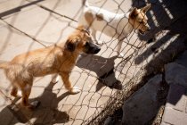 Side high angle view of two rescued abandoned dogs in an animal shelter, standing in a cage on a sunny day. — Stock Photo