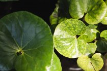 Close up of the large, rounded green leaves of a low plant in sunlight and shadow, placed in a sunny garden — Stock Photo