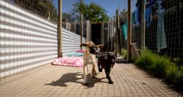 Вид спереди на двух спасенных брошенных собак в приюте для животных, идущих вместе через клетку. — стоковое фото