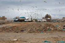 Flock of birds flying over vehicles working, clearing and delivering rubbish piled on a landfill full of trash. Global environmental issue of waste disposal. — Stock Photo