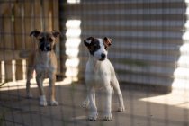 Vista frontal de dois cães abandonados resgatados em um abrigo de animais, de pé em uma gaiola na sombra durante um dia ensolarado. — Fotografia de Stock