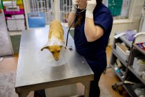 Vista lateral de una mujer veterinaria que usa uniformes azules y guantes quirúrgicos, examinando a un perro que usa un collar veterinario con un estetoscopio en cirugía veterinaria. - foto de stock