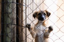 Vista frontal close-up de um cão abandonado resgatado em um abrigo de animais, em pé em uma gaiola ao sol olhando diretamente para a câmera. — Fotografia de Stock