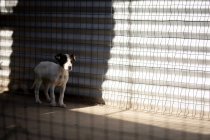 Vista frontal de un perro abandonado rescatado en un refugio de animales, de pie en una jaula a la sombra durante un día soleado. - foto de stock
