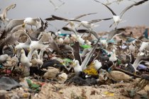 Крупним планом зграя птахів, що летять над сміттям на звалищі, наповненому сміттям з хмарним похмурим небом на задньому плані. Глобальне екологічне питання утилізації відходів . — стокове фото