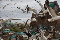Großaufnahme einer Vogelschar, die über fahrende Fahrzeuge fliegt und Müll beseitigt, der sich auf einer Mülldeponie mit wolkenverhangenem Himmel im Hintergrund türmt. Globale Umweltfrage der Abfallentsorgung. — Stockfoto