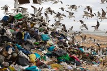 Close up of flock of birds flying over rubbish piled on a landfill full of trash with cloudy overcast sky in the background. Global environmental issue of waste disposal. — Stock Photo