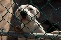 Vista frontale da vicino di un cane abbandonato salvato in un rifugio per animali, seduto in una gabbia al sole guardando dritto alla telecamera. — Foto stock