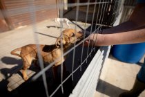 Вид сбоку на женскую часть волонтера в приюте для животных, ласкающего собаку в клетке в солнечный день. — стоковое фото