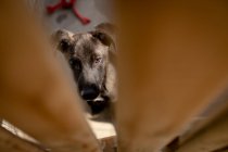 Vista frontale ad angolo alto di un cane abbandonato salvato in un rifugio per animali, seduto in una gabbia in una giornata di sole. — Foto stock