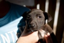 Vista frontale metà sezione di una volontaria che indossa l'uniforme blu in un rifugio per animali con in braccio un cucciolo salvato. — Foto stock