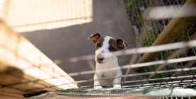 Vista frontal de alto ângulo de um cão abandonado resgatado em um abrigo de animais, em pé em uma gaiola em um dia ensolarado. — Fotografia de Stock