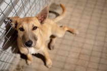 Vista frontal close-up de um cão abandonado resgatado em um abrigo de animais, sentado em uma gaiola ao sol olhando diretamente para a câmera. — Fotografia de Stock