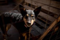 Vue de face gros plan d'un chien abandonné sauvé dans un abri pour animaux, debout dans une cage au soleil regardant droit devant la caméra. — Photo de stock