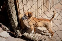 Side high angle view of a rescued abandoned dog in an animal shelter, standing in a cage on a sunny day. — Stock Photo