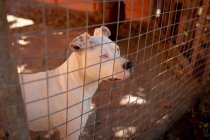 Vista frontal de ángulo alto de un perro abandonado rescatado en un refugio de animales, sentado en una jaula en una sombra durante un día soleado. - foto de stock