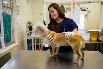 Vista frontal de una mujer veterinaria con uniformes azules y guantes quirúrgicos, examinando a un perro con un collar veterinario en cirugía veterinaria. - foto de stock