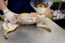 Вид спереди на женщину-ветеринара в синих халатах и хирургических перчатках, осмотр собаки в ветеринарном ошейнике во время ветеринарной операции. — стоковое фото